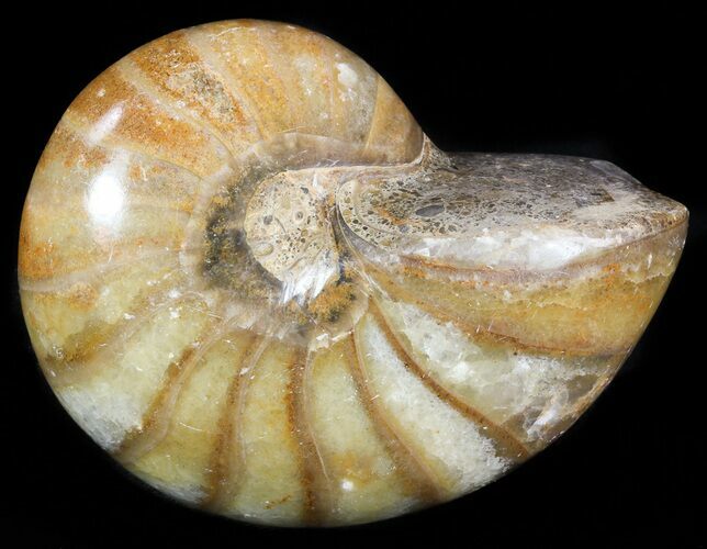 Polished Nautilus Fossil - Madagascar #47390
